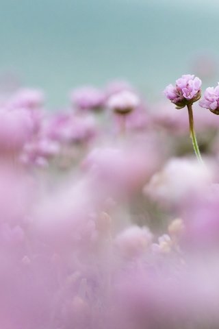 Обои цветы, поле, размытость, розовые, нежность, flowers, field, blur, pink, tenderness разрешение 2560x1696 Загрузить