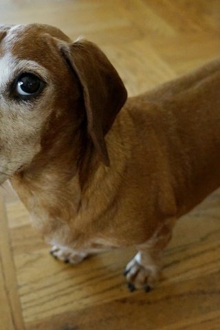 Обои мордочка, взгляд, собака, дом, такса, домашнее животное, muzzle, look, dog, house, dachshund, pet разрешение 2560x1600 Загрузить