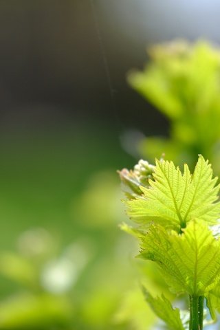 Обои зелень, листья, макро, весна, лоза, greens, leaves, macro, spring, vine разрешение 4896x3264 Загрузить