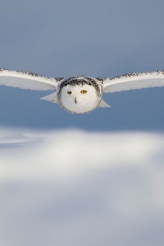 Обои сова, птицы, белая, полярная.полет, owl, birds, white, polar.flight разрешение 2880x1800 Загрузить