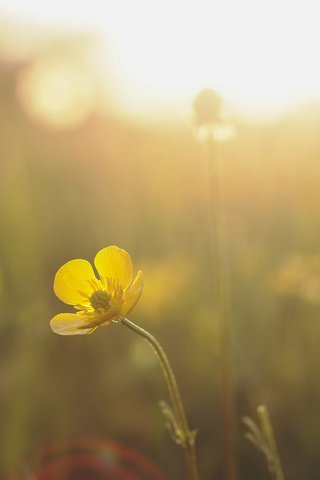 Обои солнце, природа, желтый, лучи, цветок, луг, the sun, nature, yellow, rays, flower, meadow разрешение 2048x1360 Загрузить