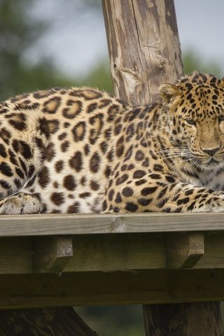Обои леопард, пятна, хищник, отдых, зоопарк, дикая кошка, leopard, spot, predator, stay, zoo, wild cat разрешение 2560x1440 Загрузить