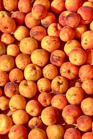 Обои фрукты, много, плоды, абрикосы, спелые, fruit, a lot, apricots, ripe разрешение 1920x1280 Загрузить