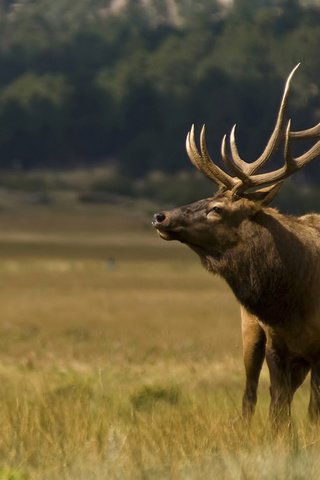 Обои трава, природа, олень, рога, grass, nature, deer, horns разрешение 1920x1200 Загрузить