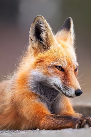 Обои фон, мордочка, лапы, взгляд, лиса, лисица, лапки, background, muzzle, paws, look, fox, legs разрешение 1920x1280 Загрузить
