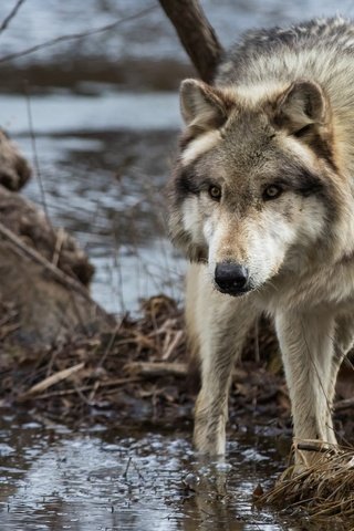 Обои морда, вода, дерево, хищник, волк, face, water, tree, predator, wolf разрешение 2048x1365 Загрузить