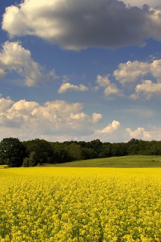 Обои небо, цветы, облака, деревья, природа, поле, рапс, the sky, flowers, clouds, trees, nature, field, rape разрешение 1920x1200 Загрузить