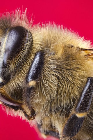 Обои макро, насекомое, крылья, пчела, красный фон, голова, macro, insect, wings, bee, red background, head разрешение 2048x1356 Загрузить