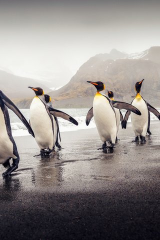 Обои пляж, птицы, пингвины, южная георгия, королевские пингвины, beach, birds, penguins, south georgia, royal penguins разрешение 2048x1303 Загрузить