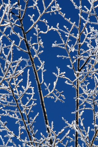 Обои небо, снег, зима, ветки, мороз, иней, белый, синее, the sky, snow, winter, branches, frost, white, blue разрешение 3504x2336 Загрузить