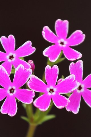 Обои цветы, розовые.черный фон, flowers, pink.black background разрешение 2048x1350 Загрузить