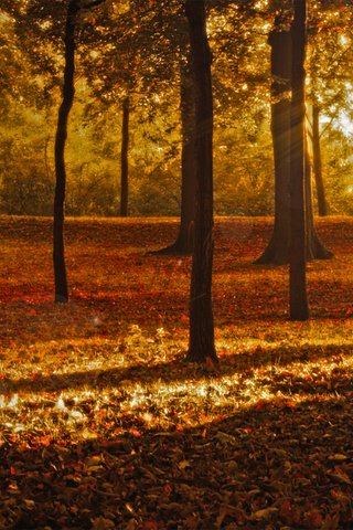 Обои природа, листья, парк, осень, листопад, солнечные лучи, nature, leaves, park, autumn, falling leaves, the sun's rays разрешение 1920x1200 Загрузить