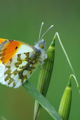 Обои трава, макро, насекомое, бабочка, крылья, растение, зеленая, ziva & amir, grass, macro, insect, butterfly, wings, plant, green разрешение 3366x2229 Загрузить