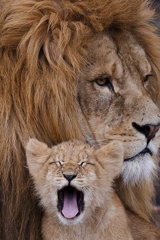 Обои хищник, львы, семья, лев, забота, грива, львёнок, predator, lions, family, leo, care, mane, lion разрешение 1920x1440 Загрузить