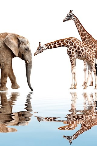 Обои отражение, животные, слон, белый фон, жираф, reflection, animals, elephant, white background, giraffe разрешение 1920x1417 Загрузить