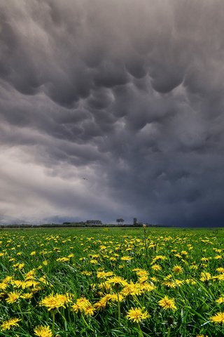 Обои небо, цветы, облака, поле, луг, одуванчики, желтые, the sky, flowers, clouds, field, meadow, dandelions, yellow разрешение 1920x1280 Загрузить