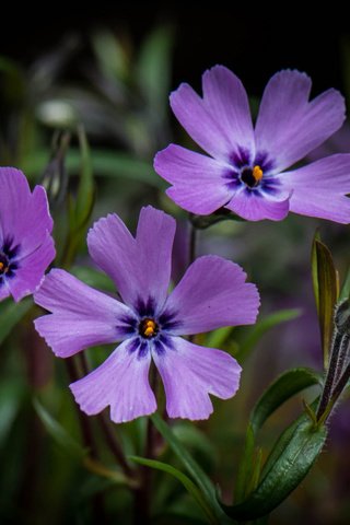 Обои цветы, макро, фон, сиреневые, flowers, macro, background, lilac разрешение 2048x1591 Загрузить