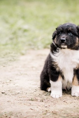 Обои взгляд, собака, щенок, австралийская овчарка, look, dog, puppy, australian shepherd разрешение 2047x1236 Загрузить