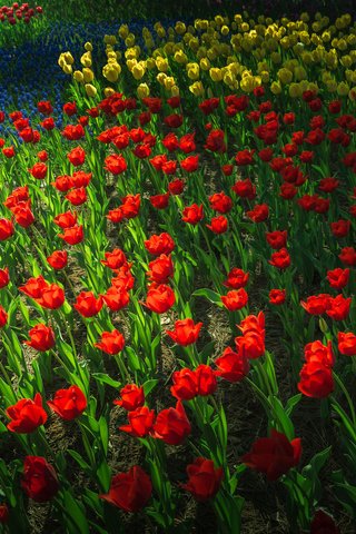 Обои цветы, парк, сад, весна, тюльпаны, клумба, flowers, park, garden, spring, tulips, flowerbed разрешение 2048x1365 Загрузить