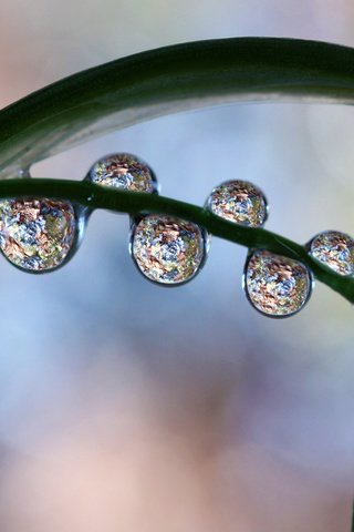 Обои природа, макро, капли, лист, растение, стебель, nature, macro, drops, sheet, plant, stem разрешение 2048x1225 Загрузить