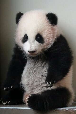 Обои панда, атланта, giant panda, зоо, panda, atlanta, zoo разрешение 1920x1200 Загрузить