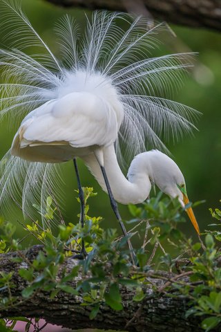 Обои природа, птица, перья, хвост, цапля, птаха, белая цапля, nature, bird, feathers, tail, heron, white egret разрешение 2048x1365 Загрузить