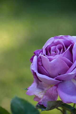 Обои цветок, роза, лепестки, фиолетовый, бутон, flower, rose, petals, purple, bud разрешение 1920x1200 Загрузить