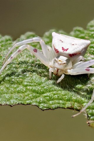 Обои макро, насекомое, белый, лист, паук, ziva & amir, white crab spider, macro, insect, white, sheet, spider разрешение 2022x1447 Загрузить