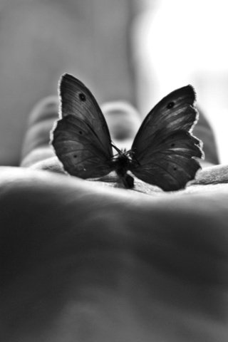 Обои бабочка, черно-белая, фотография, ладонь, м, butterfly, black and white, photo, palm, m разрешение 2560x1600 Загрузить