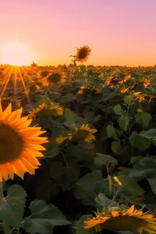 Обои закат, макро, поле, фотограф, подсолнухи, kenji yamamura, sunset, macro, field, photographer, sunflowers разрешение 1920x1080 Загрузить