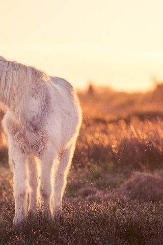 Обои свет, лошадь, природа, конь, light, horse, nature разрешение 2048x1203 Загрузить