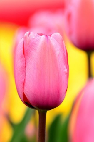 Обои цветы, природа, поле, лепестки, сад, тюльпаны, розовые, flowers, nature, field, petals, garden, tulips, pink разрешение 2048x1356 Загрузить