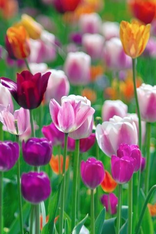 Обои цветы, разноцветные, весна, тюльпаны, разные, flowers, colorful, spring, tulips, different разрешение 2048x1361 Загрузить