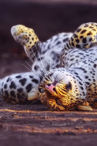 Обои морда, лапы, леопард, хищник, большая кошка, ягуар, игра, face, paws, leopard, predator, big cat, jaguar, the game разрешение 2048x1296 Загрузить