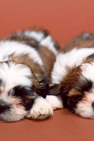 Обои спят, щенки, собаки, рядом, милые, ши-тцу, sleep, puppies, dogs, next, cute, shih tzu разрешение 1920x1440 Загрузить