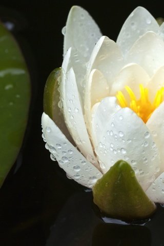 Обои цветок, капли, лепестки, лилия, белая, водяная, flower, drops, petals, lily, white, water разрешение 2048x1366 Загрузить