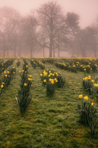 Обои цветы, природа, утро, нарцисы, flowers, nature, morning, the narciso разрешение 2560x1707 Загрузить