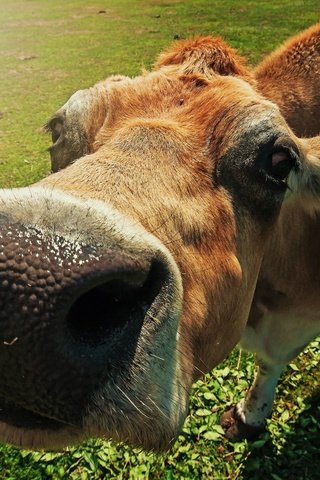 Обои морда, макро, корова, крупным планом, face, macro, cow, closeup разрешение 2048x1478 Загрузить