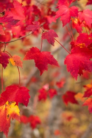 Обои природа, листья, осень, осен, nature, leaves, autumn разрешение 2595x1730 Загрузить