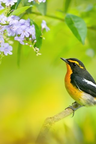 Обои цветы, ветка, дерево, птица, синие, мухоловка, птаха, flowers, branch, tree, bird, blue, flycatcher разрешение 2048x1371 Загрузить