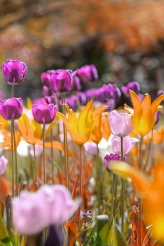Обои цветы, природа, тюльпаны, flowers, nature, tulips разрешение 2560x1619 Загрузить