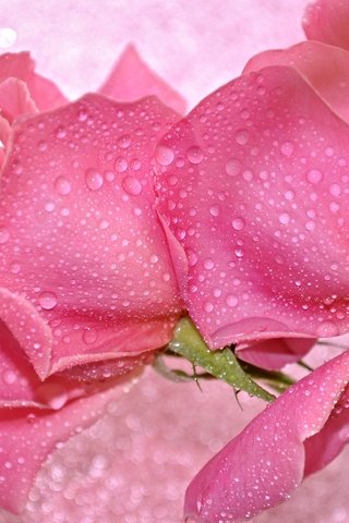 Обои цветы, вода, макро, капли, розы, лепестки, бутон, flowers, water, macro, drops, roses, petals, bud разрешение 2048x1385 Загрузить