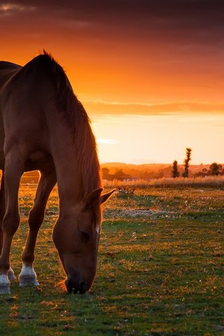 Обои лошадь, закат, поле, пастбище, конь, horse, sunset, field, pasture разрешение 3000x2000 Загрузить