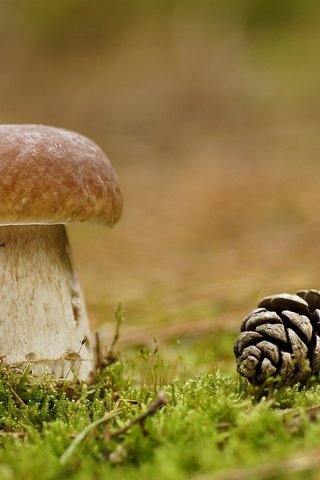 Обои природа, лес, макро, гриб, мох, шишка, nature, forest, macro, mushroom, moss, bump разрешение 2560x1701 Загрузить