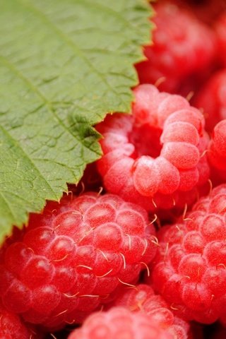 Обои зелёный, макро, малина, красная, лист, ягоды, green, macro, raspberry, red, sheet, berries разрешение 1920x1285 Загрузить