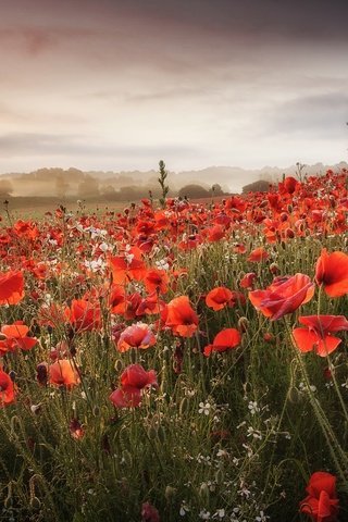 Обои цветы, облака, холмы, поле, маки, луг, flowers, clouds, hills, field, maki, meadow разрешение 2048x1365 Загрузить