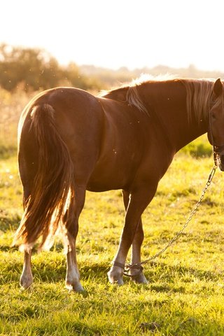 Обои лошадь, трава, солнце, лето, пастбище, конь, hourse, horse, grass, the sun, summer, pasture разрешение 3888x2592 Загрузить