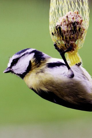 Обои фон, птица, клюв, корм, синица, птаха, background, bird, beak, food, tit разрешение 2048x1259 Загрузить