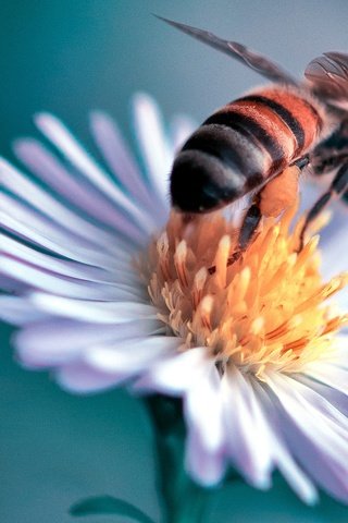 Обои макро, насекомое, цветок, пчела, маргаритка, danny perez photography, macro, insect, flower, bee, daisy разрешение 2048x1371 Загрузить