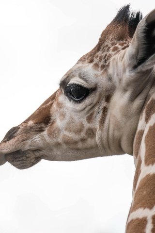 Обои природа, фон, жираф, голова, шея, nature, background, giraffe, head, neck разрешение 2560x1707 Загрузить